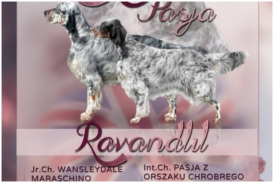Przejdź do Puppies 2019